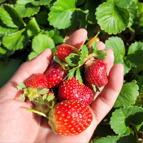 Meet your Posher, Rachel - Picture 6 of 7